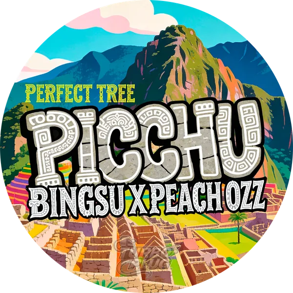 Picchu — tapa